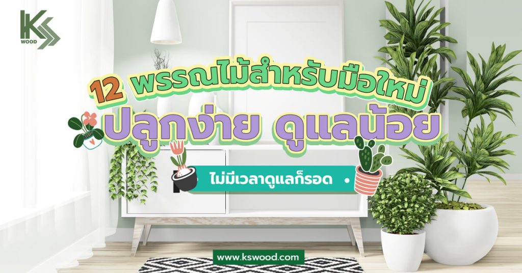 12 พรรณไม้ สำหรับมือใหม่ ปลูกง่าย ดูแลน้อย ไม่มีเวลาก็ปลูกได้