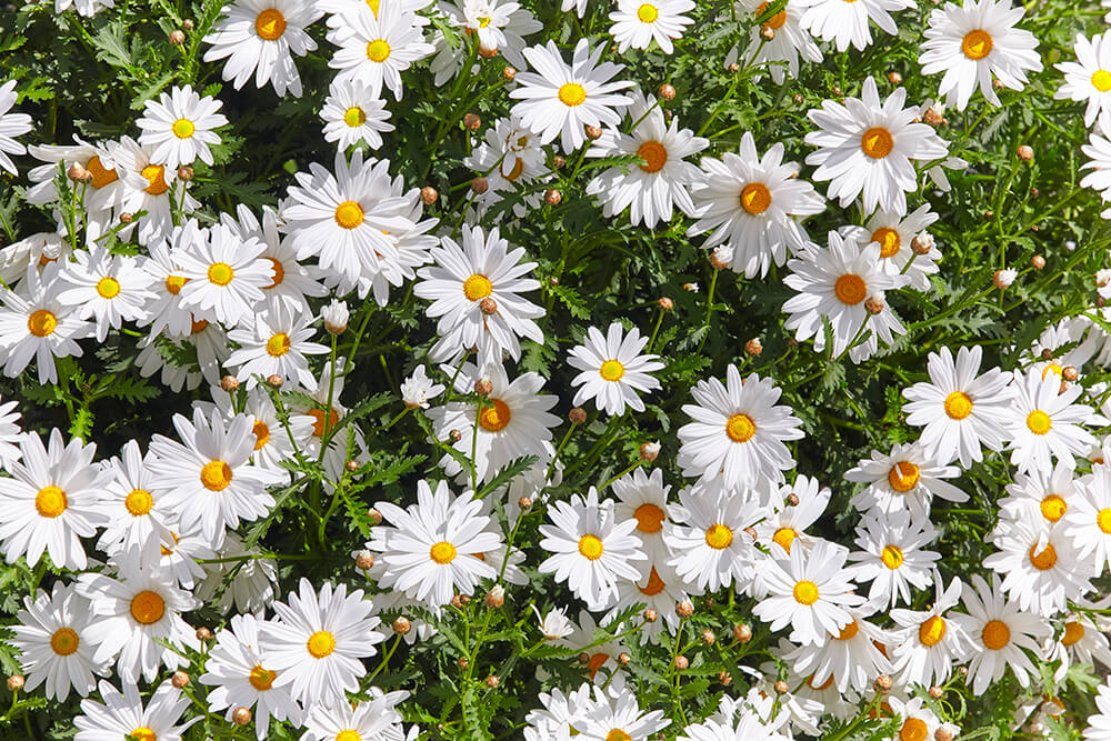 ปลูกต้นไม้ตามความวันเกิด บ้านสวยๆ ที่มาพร้อมกับสิริมงคล