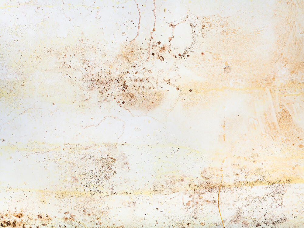 ป้องกัน-เตรียมตัว-กำจัด 3 สเตปง่ายๆ ห่างไกลเชื้อรา